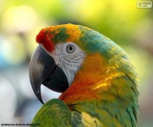 Puzzle de Cabeza de loro