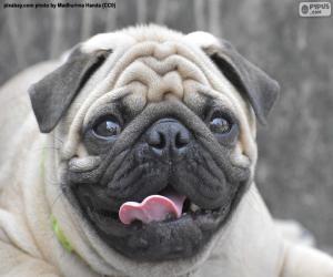 Puzzle de Cabeza de pug o carlino