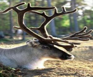 Puzzle de Cabeza de reno