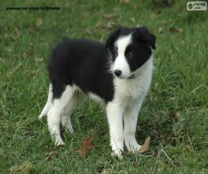 Puzzle de Cachorro de Border Collie
