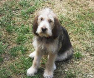 Puzzle de Cachorro de Otterhound
