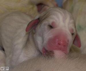 Puzzle de Cachorro de raza porcelana