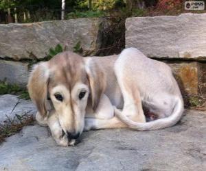 Puzzle de Cachorro de Saluki