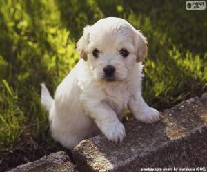 rompecabezas gratis de animales