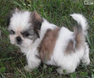 Puzzle de Cachorro de Shih Tzu
