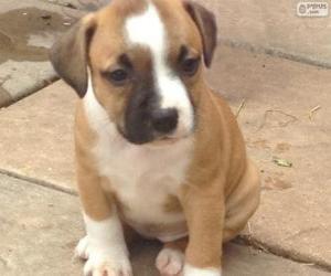 Puzzle de Cachorro de Staffordshire bull terrier