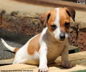 Puzzle de Cachorro Jack Russell Terrier