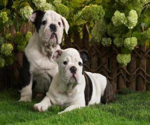 Puzzle de Cachorros Bulldog