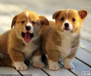 Puzzle de Cachorros Corgi galés de Pembroke