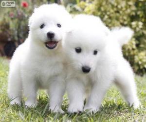 Puzzle de Cachorros de Samoyedo