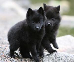 Puzzle de Cachorros de Schipperke