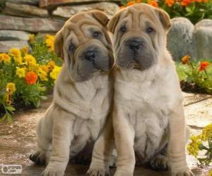 Puzzle de Cachorros de Shar Pei