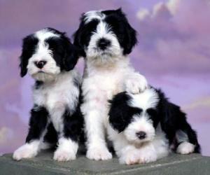 Puzzle de Cachorros de Terrier tibetano