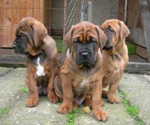 Puzzle de Cachorros de Tosa Inu