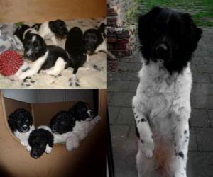 Puzzle de Cachorros de Wetterhound