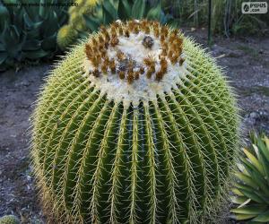 Puzzle de Cactus redondo