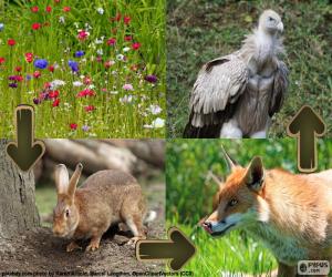 Puzzle de Cadena alimenticia terrestre