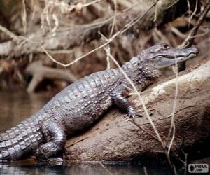 Puzzle de Caiman