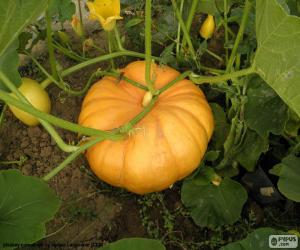 Puzzle de Calabaza