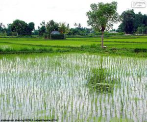 Puzzle de Campo de Arroz, Indonesia