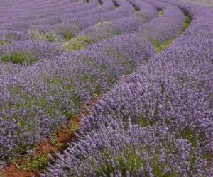 Puzzle de Campo de lavanda
