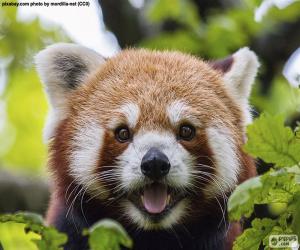 Puzzle de Cara de panda rojo