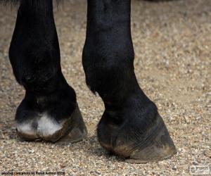 Puzzle de Cascos del caballo