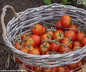 Puzzle de Cesta de tomates