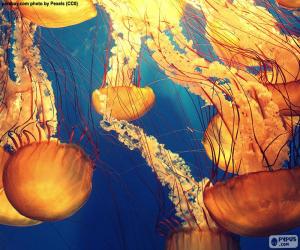 Puzzle de Chrysaora fuscescens