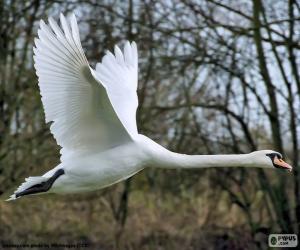 Puzzle de Cisne blanco volando