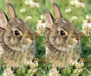 Puzzle de conejo timido