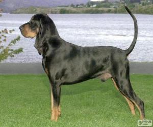 Puzzle de Coonhound negro y bronce