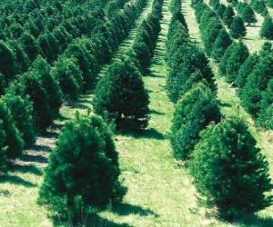 Puzzle de cultivo, de árboles de Navidad