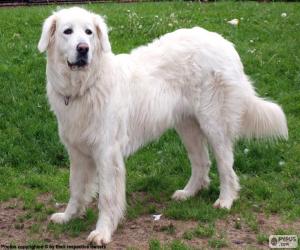 Puzzle de Cuvac eslovaco