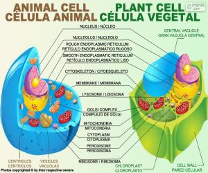 Puzzle de Célula animal y vegetal