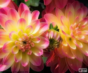 Puzzle de Dahlia amarilla y rosa