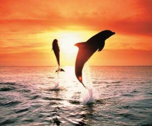 Puzzle de Delfines al atardecer