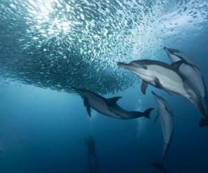 Puzzle de Delfines pescando sardinas