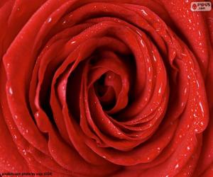 Puzzle de Detalle Rosa roja
