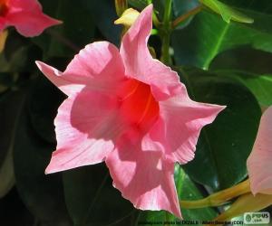 Puzzle de Dipladenia flor rosa