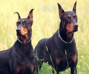 Puzzle de Dobermann