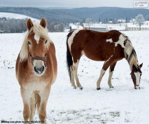 Puzzle de Dos caballos en la llanura nevada