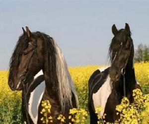 Puzzle de Dos caballos entre las flores