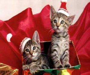 Puzzle de Dos gatitos con gorro de Papá Noel dentro de una caja de regalo