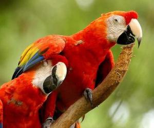 Puzzle de Dos papagayos o loros sobre una rama