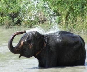 Puzzle de Ducha del elefante - Elefante se refresca con el agua de una charca bajo el sol de la sabana