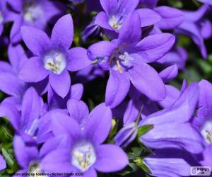 Puzzle de El color violeta o púrpura