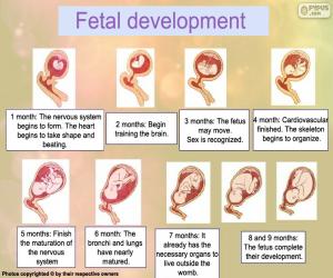 Puzzle de El desarrollo fetal (ingles)