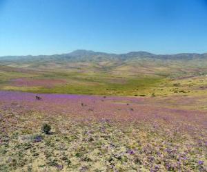 Puzzle de El desierto florido de Atacama en Chile