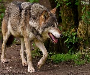 Puzzle de El lobo